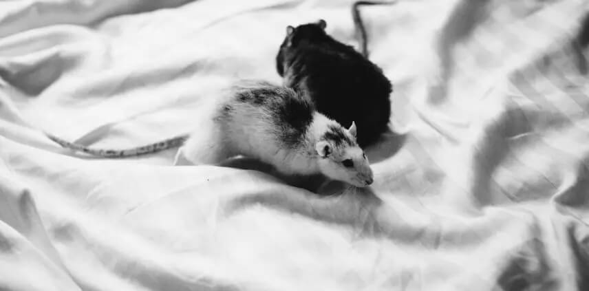Maus Bild